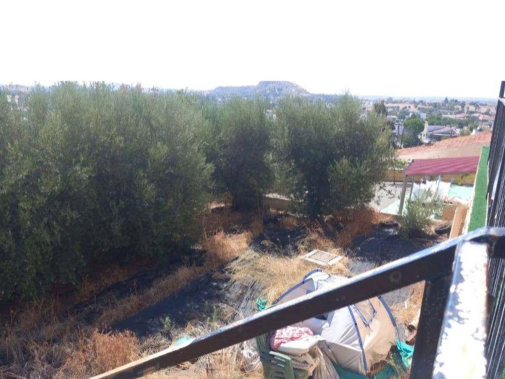 Before: the whole plot overgrown